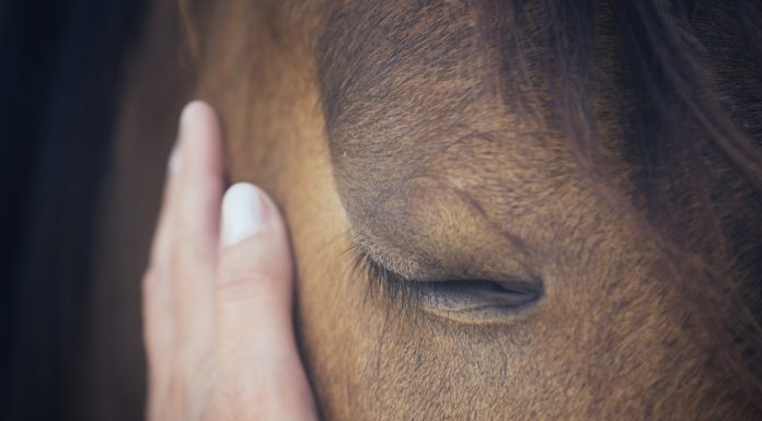 Soñar con Caballos | Significado e interpretaciones más comunes Soñar con caballos