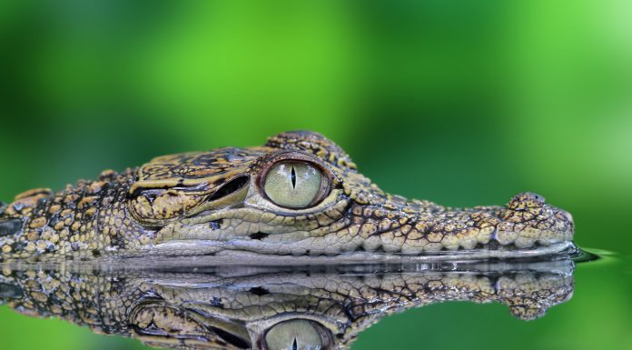 Soñar con Cocodrilos | Significado e interpretaciones más comunes Soñar con cocodrilos