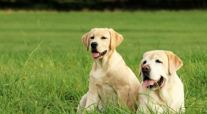 Soñar con Perros | Significado e interpretaciones más comunes Soñar con Perros
