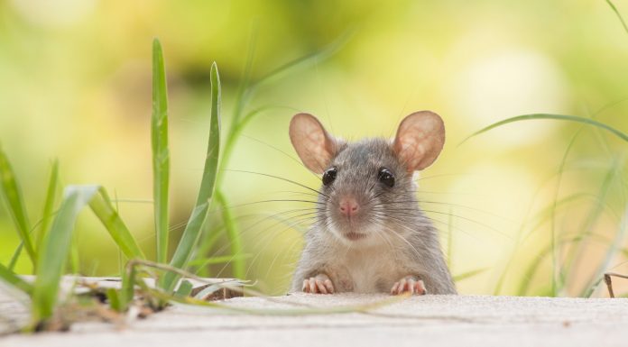 ¿Qué significa soñar con ratas? | Interpretaciones más comunes que significa sonar con ratas