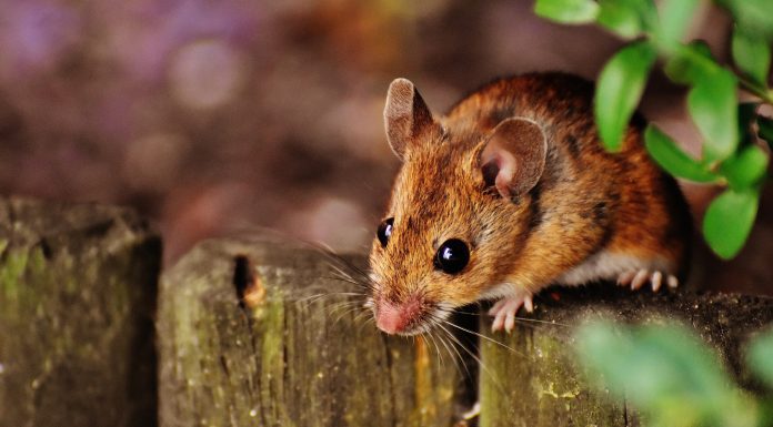 ¿Qué significa soñar con ratones? | | ¡Descubre su significado! que significa soñar con ratones