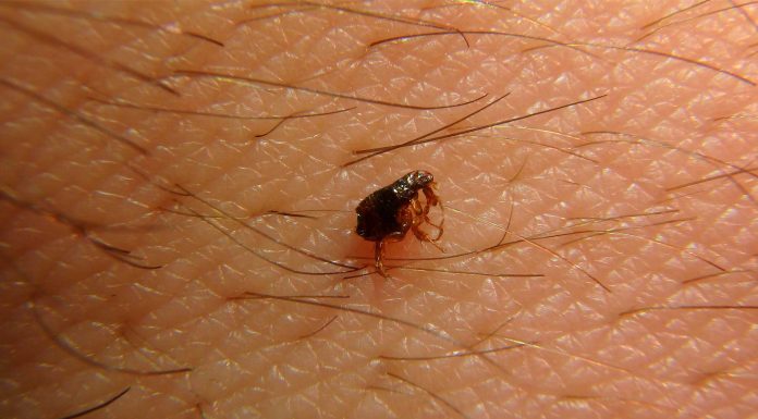 Soñar con Pulgas | Significado e interpretaciones más comunes soñar con pulgas