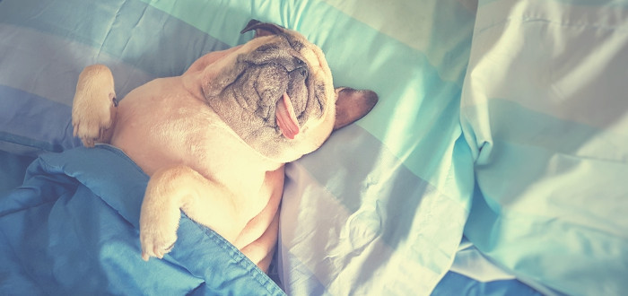 Soñar con dormir perro