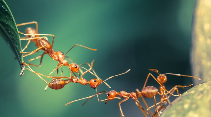 Soñar con Hormigas | Significado e interpretaciones más comunes Soñar con Hormigas