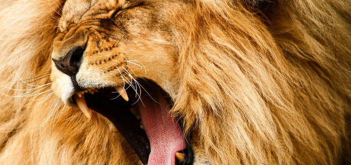 Soñar con leones | Significado e interpretaciones más comunes
