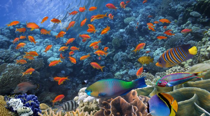 Soñar con Peces | Significado e interpretaciones más comunes Soñar con Peces