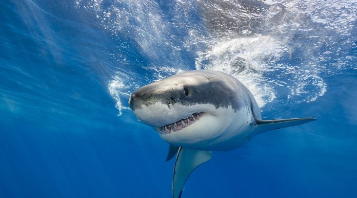 Soñar con Tiburones | Significado e interpretaciones más comunes Soñar con Tiburones