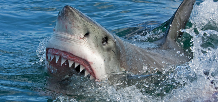 Soñar con Tiburones boca