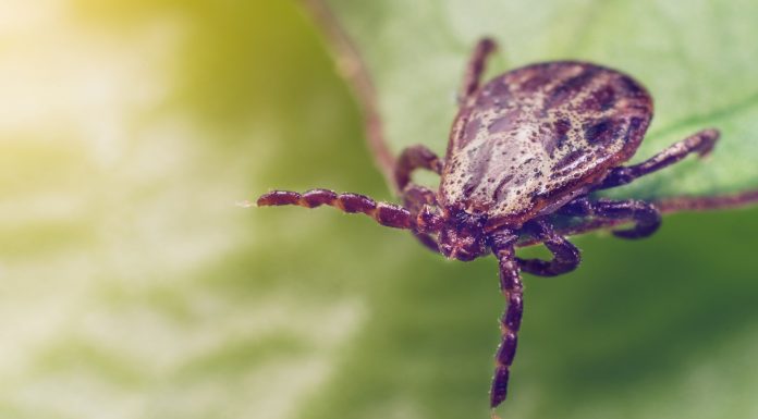 Soñar con garrapatas | Significado e interpretaciones más comunes soñar con garrapatas