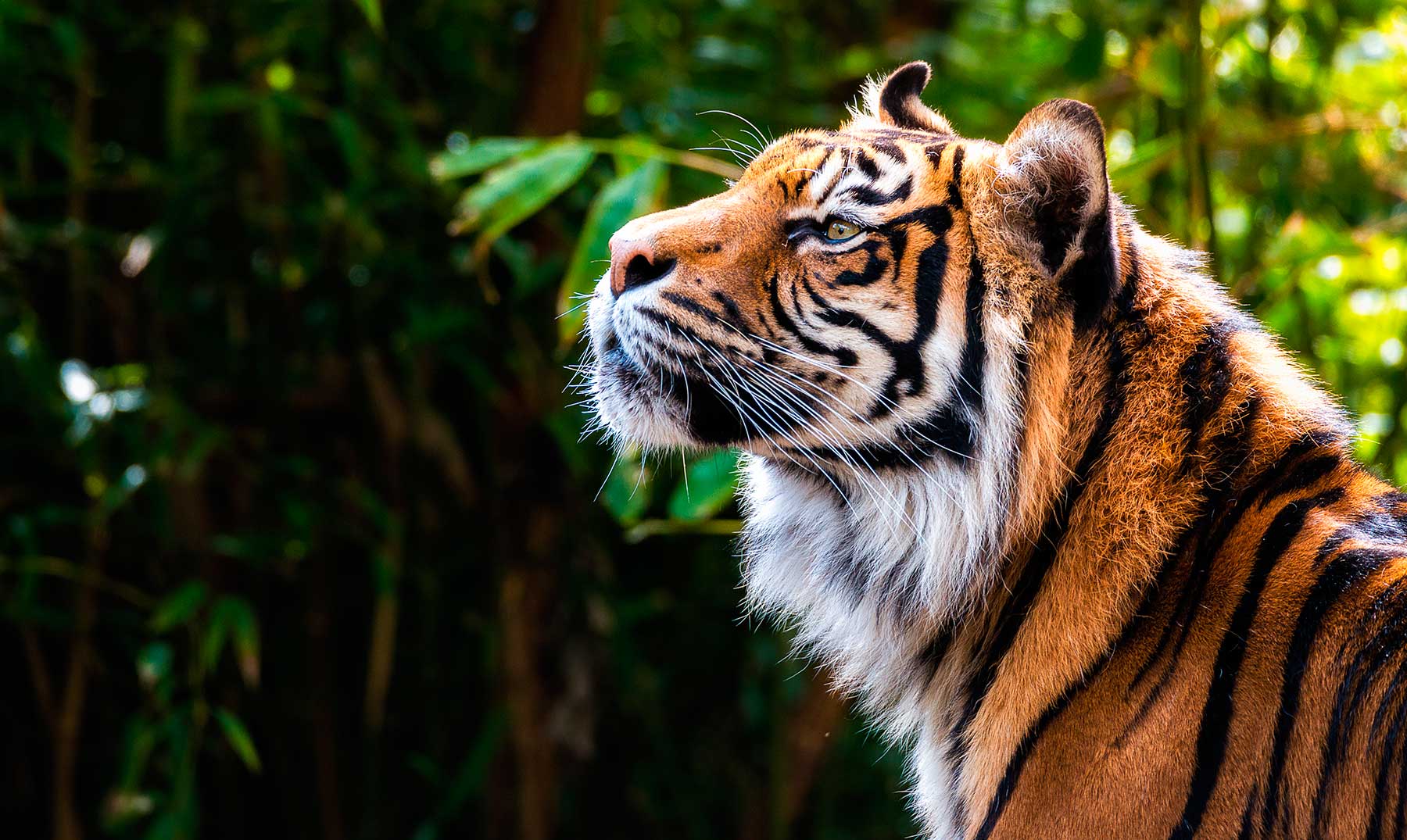 Soñar con Tigres | Significado e interpretaciones más comunes