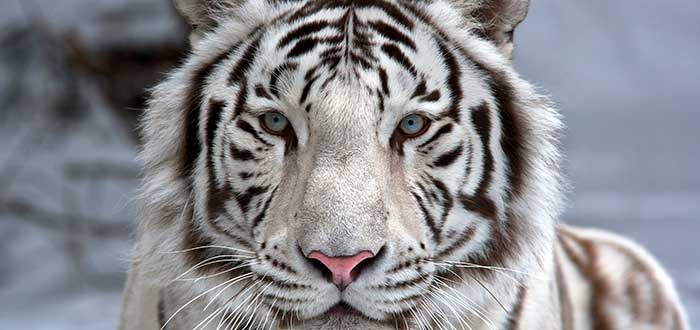 Soñar con tigres 1