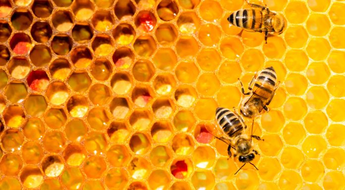 Soñar con Abejas | Significado e interpretaciones más comunes Soñar con Abejas
