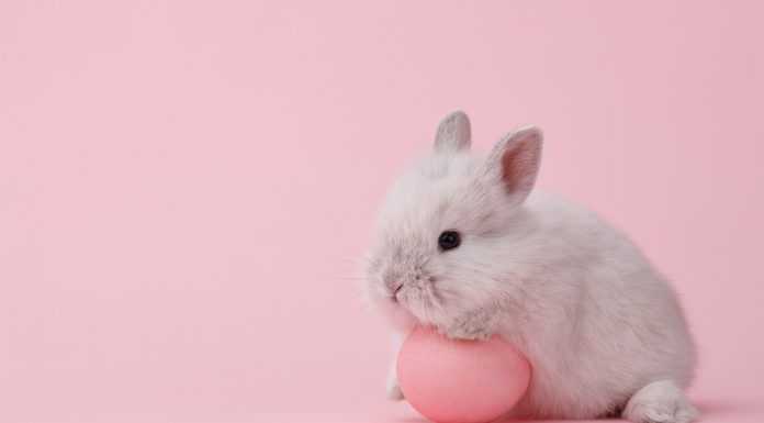 Soñar con Conejos | Significado e interpretaciones más comunes Soñar con conejos