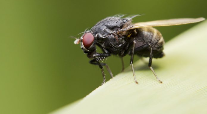 Soñar con moscas | Significado e interpretaciones más comunes soñar con moscas 1