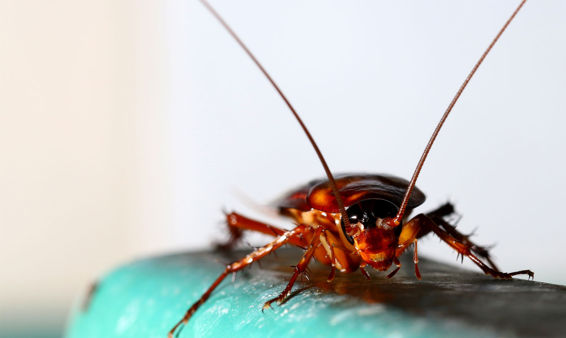 Sonar Con Cucarachas Significado E Interpretaciones Mas Comunes