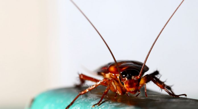 Soñar con cucarachas | Significado e interpretaciones más comunes soñar con cucarachas 1