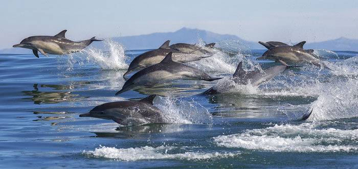 soñar con delfines 2