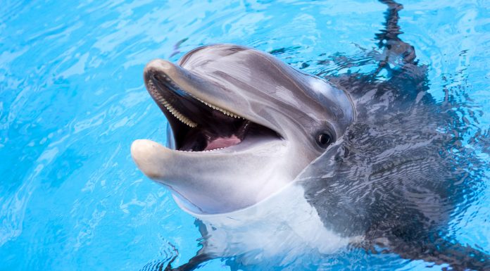 Soñar con Delfines | Significado e interpretaciones más comunes soñar con delfines