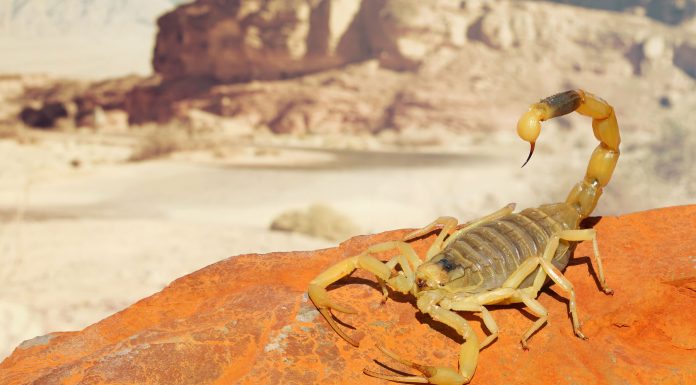 Soñar con escorpiones | Significado e interpretaciones más comunes soñar con escorpiones