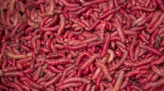 Soñar con gusanos | Significado e interpretaciones más comunes soñar con gusanos