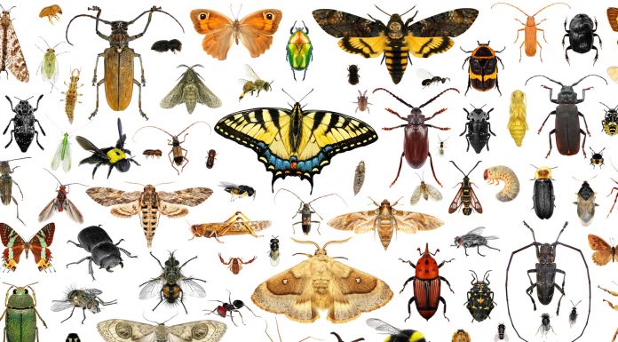 Soñar con insectos | Significados e interpretaciones más comunes soñar con insectos