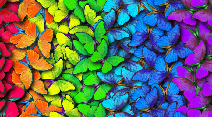 Soñar con Mariposas | Significado e interpretaciones más comunes soñar con mariposas