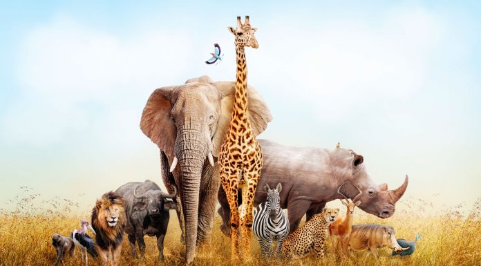 Soñar con Animales | Significado e interpretaciones más comunes soñar con animales