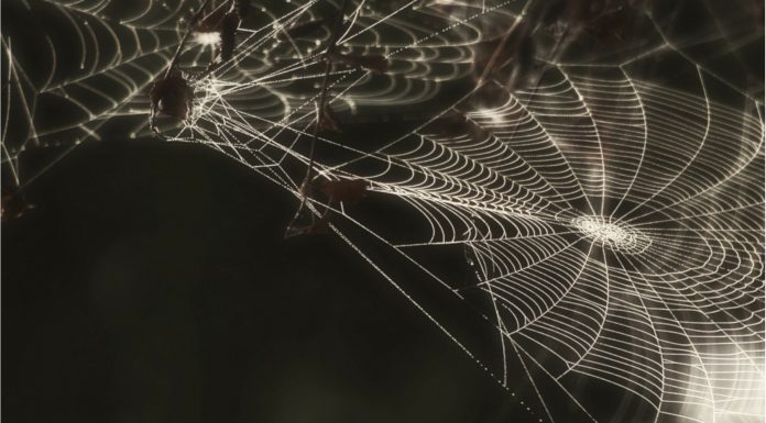 Soñar con Arañas Negras | Significado e interpretaciones más comunes Soñar con Arañas Negras