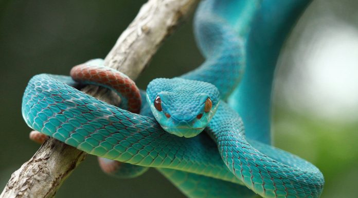 Soñar con Culebras | Significado e interpretaciones más comunes Soñar con Culebras