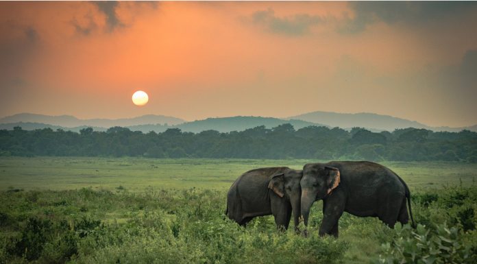 Soñar con Elefantes | Significado e interpretaciones más comunes Soñar con Elefantes