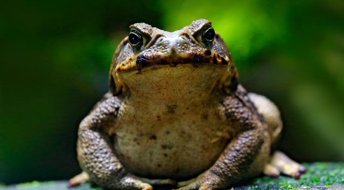 ¿Qué significa soñar con sapos? | Interpretaciones más acertadas Soñar con Sapos