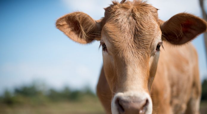 Soñar con Vacas | Significado e interpretaciones más comunes Soñar con Vacas