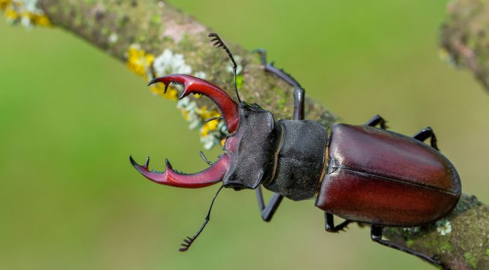 Soñar con Escarabajos | Significado e interpretaciones más comunes soñar con escarabajos