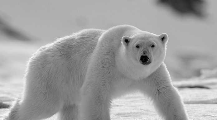 Soñar con Osos | Significado e interpretaciones más comunes soñar con osos