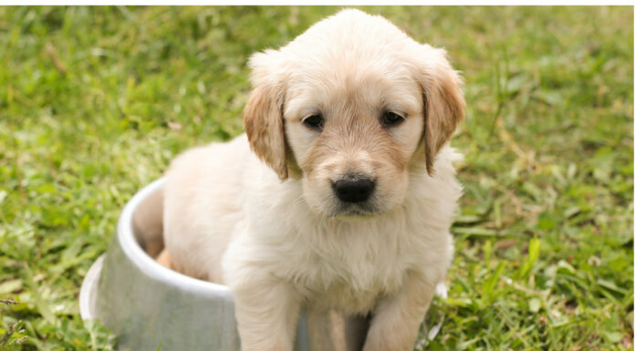 Soñar con Cachorros | Significado e interpretaciones más comunes Soñar con Cachorros