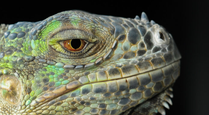 Soñar con Lagartos | Significado e interpretaciones más comunes Soñar con Lagartos