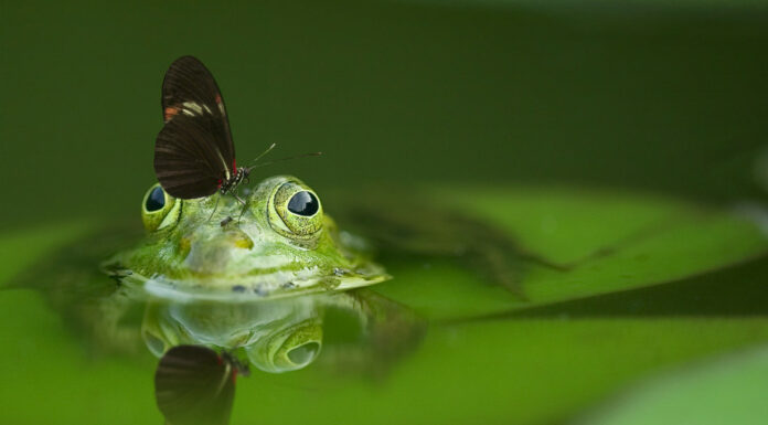 Soñar con ranas | Significado e interpretaciones más comunes Soñar con ranas