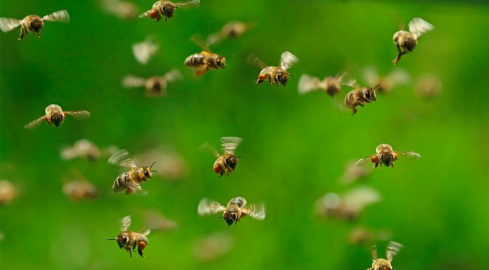 Soñar con Insectos Voladores | Significado e interpretaciones más comunes soñar con insectos voladores