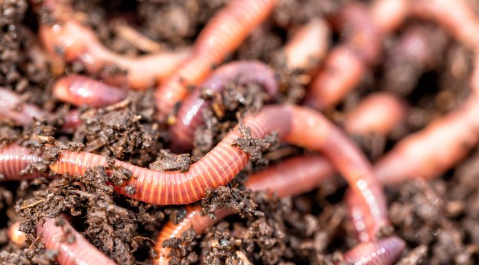 Soñar con lombrices | Significado e interpretaciones más comunes soñar con lombrices