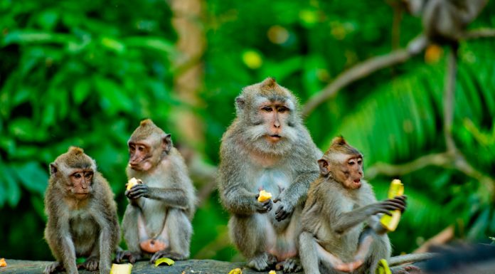 Soñar con monos | Significado e interpretaciones más comunes soñar con monos