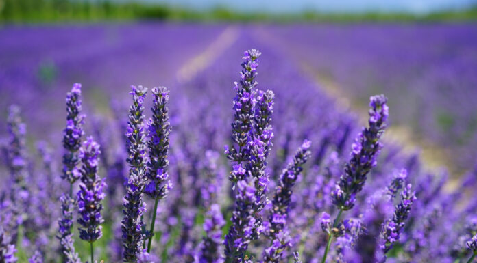 Soñar con Jardín | Significado e interpretaciones más comunes Soñar con Jardín