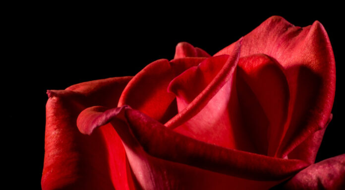 Soñar con Rosas Rojas | Significado e interpretaciones más comunes Soñar con Rosas Rojas