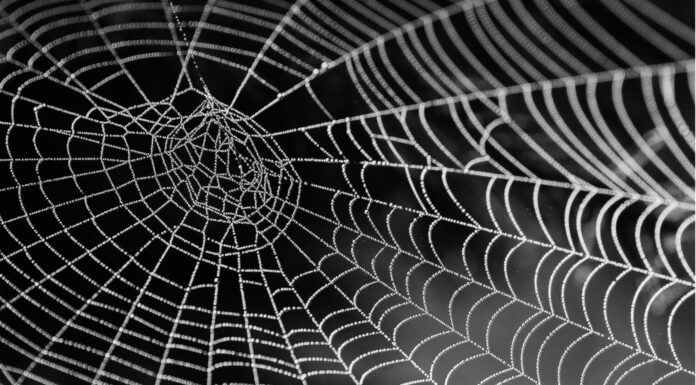 Soñar con Telarañas | Significado e interpretaciones más comunes Soñar con Telaraña
