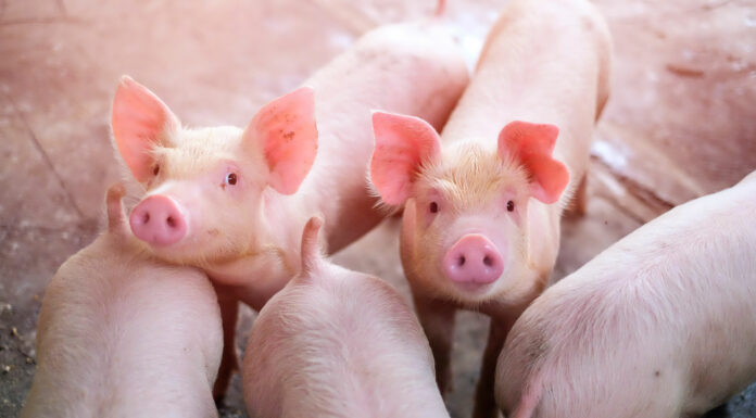 Soñar con cerdos | Significado e interpretaciones más comunes soñar con cerdos