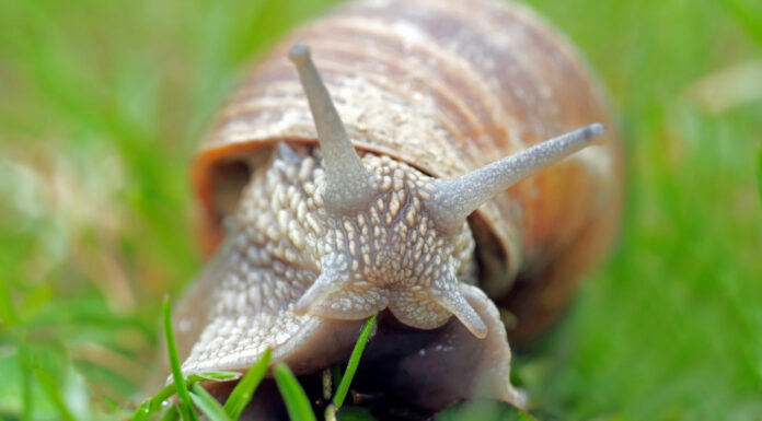 Soñar con Caracoles | Significado e interpretaciones más comunes Soñar con Caracoles
