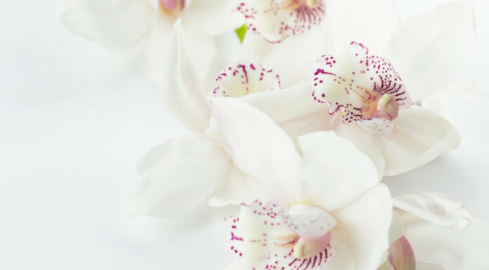 Soñar con Flores Blancas | Significado e interpretaciones más comunes Soñar con flores blancas