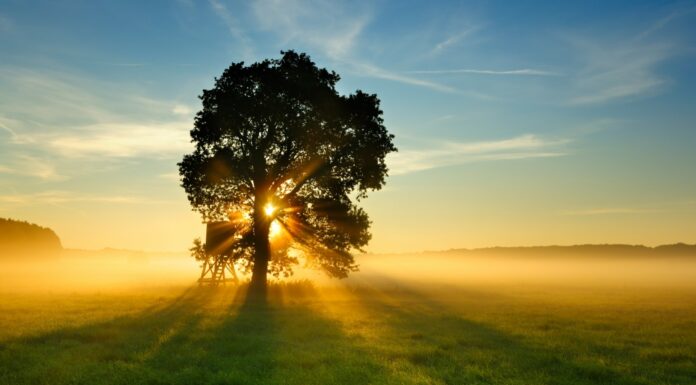 ¿Qué significa si sueñas con un árbol? ¡Descúbrelo!
