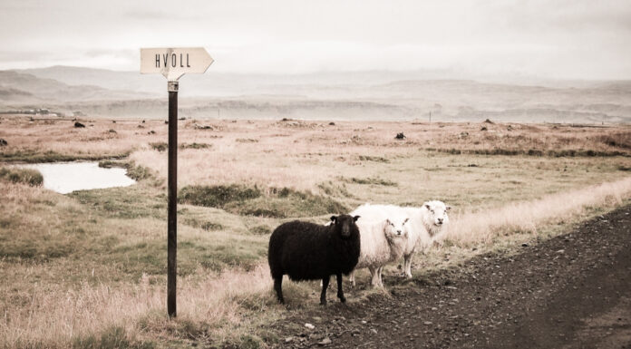 Soñar con Ovejas | Significado e interpretaciones más comunes Soñar con Ovejas