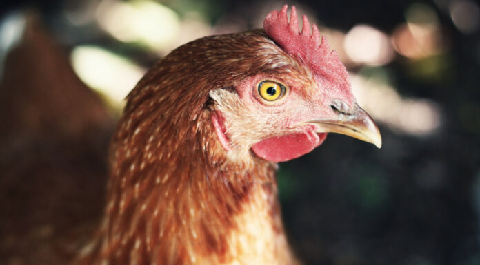 Soñar con Gallinas | Significado e interpretaciones más comunes Soñar con Gallinas