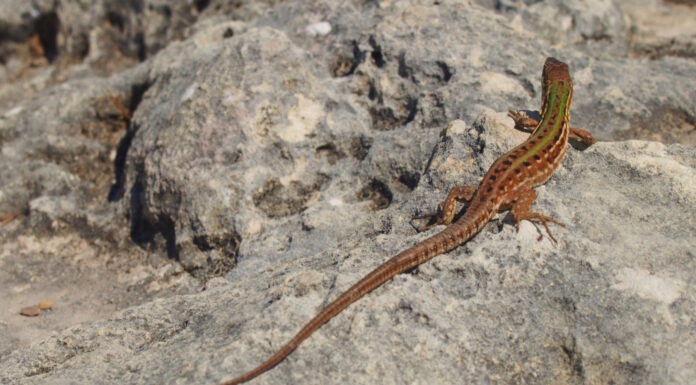 Soñar con Lagartijas | Significado e interpretaciones más comunes Soñar con Lagartijas